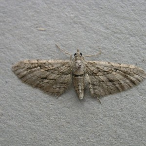 Cypress Pug (Eupithecia phoeniceata)