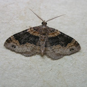 Dark-barred Twin-spot Carpet (Xanthorhoe ferrugata)