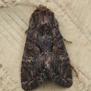 Dark Brocade (Mniotype adusta)