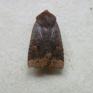 Dark Chestnut (Conistra ligula)