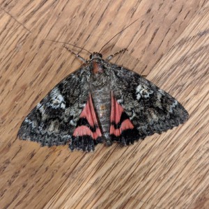 Dark Crimson Underwing (Catocala sponsa)