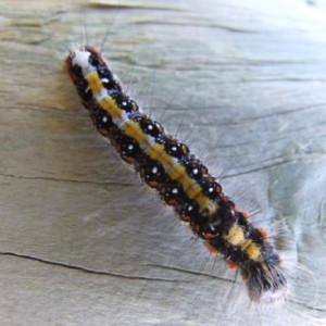 Dark Dagger (Acronicta tridens)