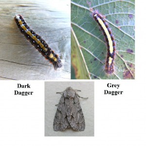 Dark Dagger (Acronicta tridens)