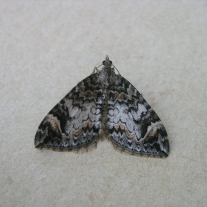 Dark Marbled Carpet (Dysstroma citrata)