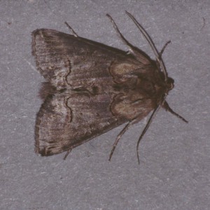 Dark Spectacle (Abrostola triplasia)