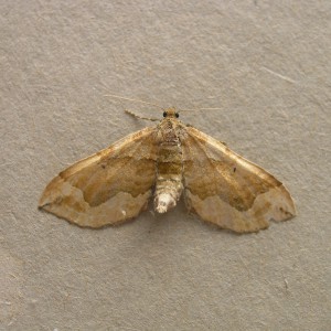 Dark Spinach (Pelurga comitata)