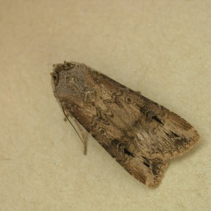 Dark Sword-grass (Agrotis ipsilon)