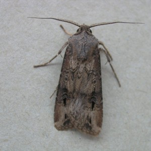 Dark Sword-grass (Agrotis ipsilon)