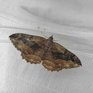 Dark Umber (Philereme transversata)