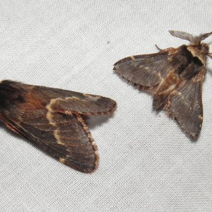 December Moth (Poecilocampa populi)