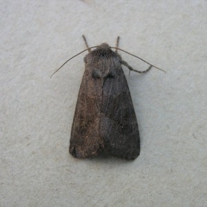 Deep-brown Dart (Aporophyla lutulenta)