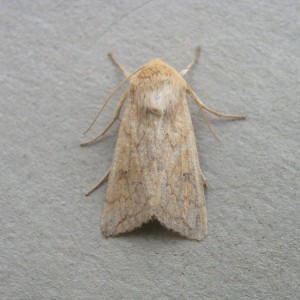 The Delicate (Mythimna vitellina)