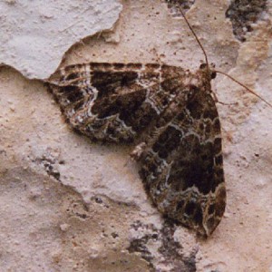 Devon Carpet (Lampropteryx otregiata)
