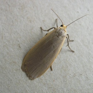 Dingy Footman (Eilema griseola)