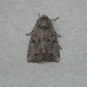 Dingy Shears (Apterogenum ypsillon)