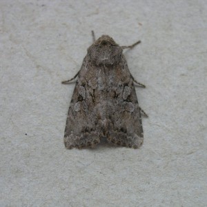 Dingy Shears (Apterogenum ypsillon)