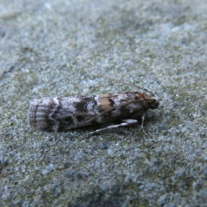 Dioryctria sylvestrella