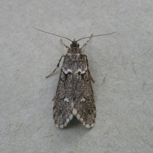 (Diurnea fagella)