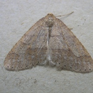 Dotted Border (Agriopis marginaria)
