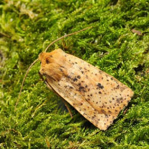 Dotted Chestnut (Conistra rubiginea)