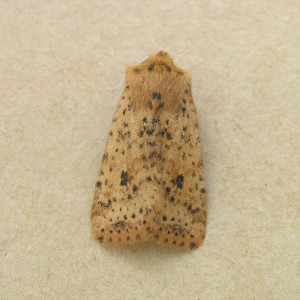 Dotted Chestnut (Conistra rubiginea)