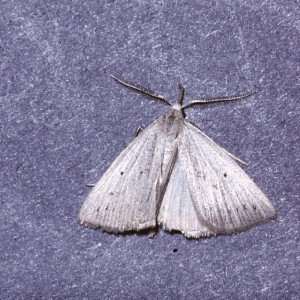 Dotted Fan-foot (Macrochilo cribrumalis)