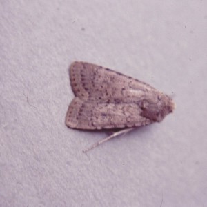 Dotted Rustic (Rhyacia simulans)