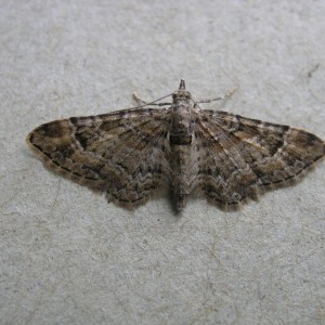 Double-striped Pug (Gymnoscelis rufifasciata)