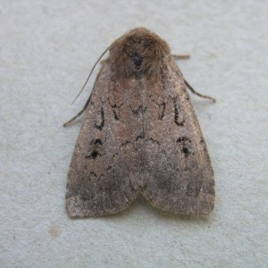 Double Dart (Graphiphora augur)