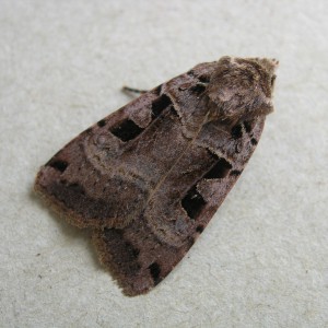 Double Square-spot (Xestia triangulum)