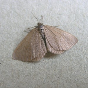 Drab Looper (Minoa murinata)