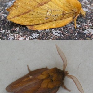 The Drinker (Euthrix potatoria)