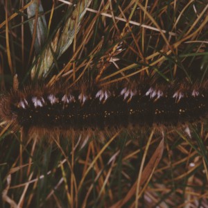 The Drinker (Euthrix potatoria)