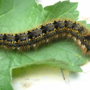 The Drinker (Euthrix potatoria)