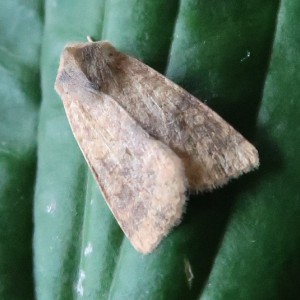 Dusky-lemon Sallow (Cirrhia gilvago)