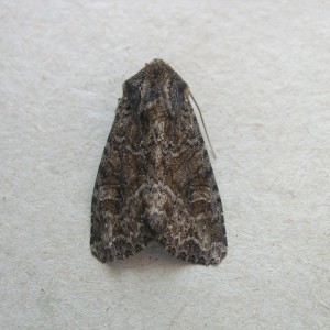 Dusky Brocade (Apamea remissa)