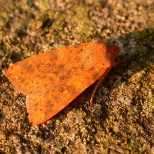 Dusky-lemon Sallow (Cirrhia gilvago)