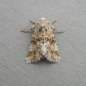 Dusky Sallow (Eremobia ochroleuca)