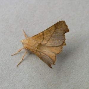 Dusky Thorn (Ennomos fuscantaria)