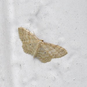 Dwarf Cream Wave (Idaea fuscovenosa)