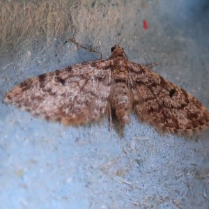 Dwarf Pug (Eupithecia tantillaria)