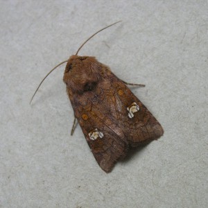 Ear Moth (Amphipoea oculea)