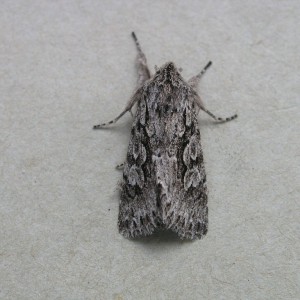 Early Grey (Xylocampa areola)