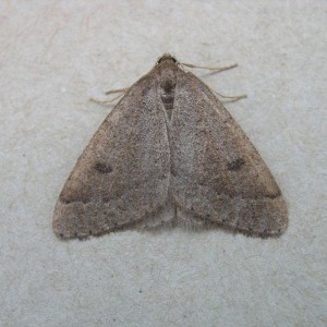 Early Moth (Theria primaria)