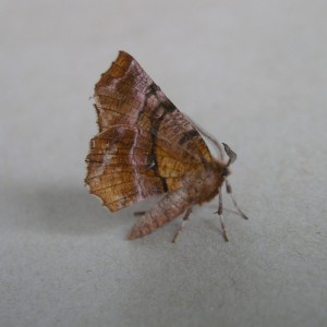 Early Thorn (Selenia dentaria)