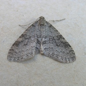 Early Tooth-striped (Trichopteryx carpinata)