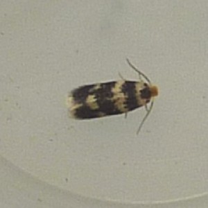 (Ectoedemia sericopeza)