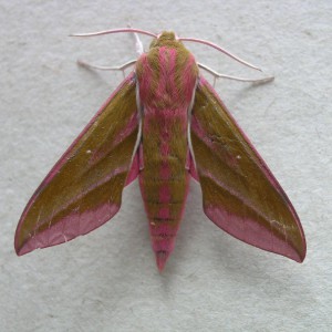 Elephant Hawk-moth (Deilephila elpenor)