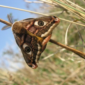 Emperor Moth (Saturnia pavonia)