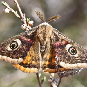 Emperor Moth (Saturnia pavonia)